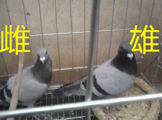 成(chéng)鴿的雌雄辨别